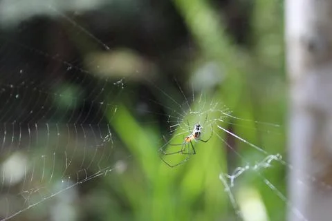 Spider hunting bug in its web Foto stock