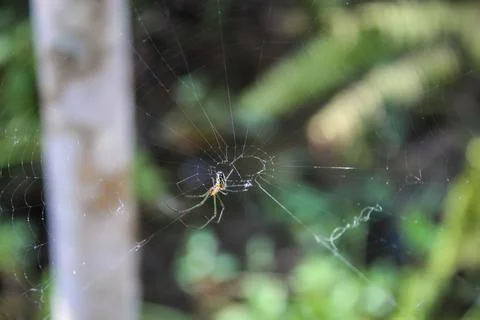 Spider hunting bug in its web Stock Photos