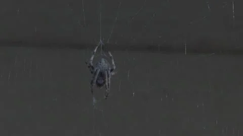Spider hunting captives in  her web Stock Footage 10572544