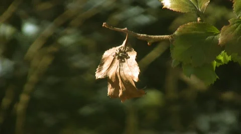 Spider hunting Stock-Footage 3476665