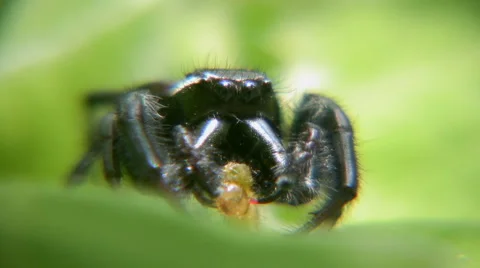 Spider hunting Stock-Footage 5297110