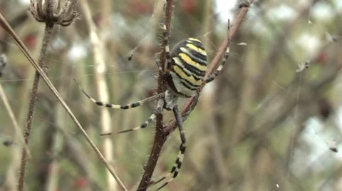 Spider hunting Stock Footage 8767676