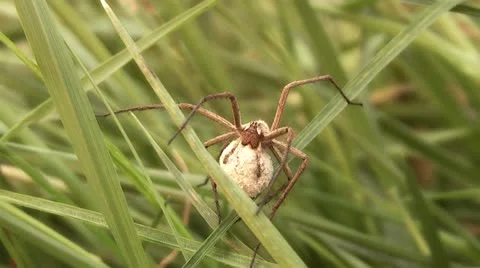 Spider hunting Stock Footage 11267467