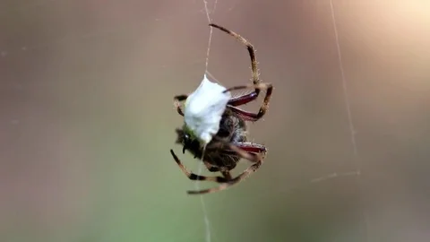 Spider hunting Video stock 75846557