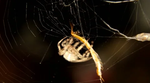 Spider is hunting in the nature Stock Footage 59765627