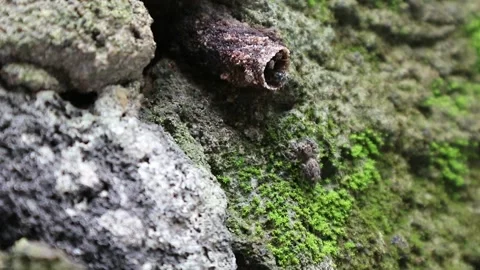 A spider is hunting a stingless bee. Stock Footage 162879842