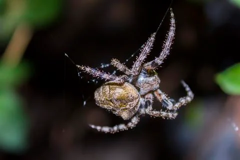 Spider hunts Stock Photos