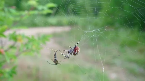 The spider hurries to catch the insect  Stock Footage 78870208