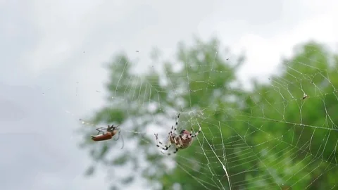 The spider hurries to catch the insect  Vídeos de archivo 78870220