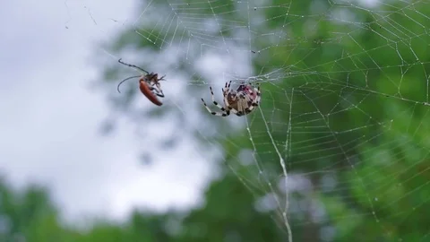 The spider hurries to catch the insect  Video stock 78870302