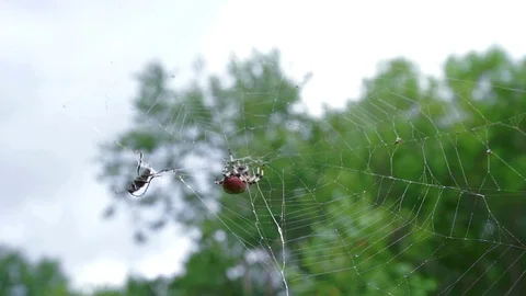 The spider hurries to catch the insect  Vídeos de archivo 78870332