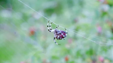 The spider hurries to catch the insect  Stock Footage 78870338