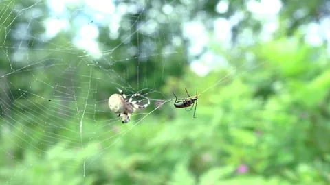 The spider hurries to catch the insect Stock Footage 78870404
