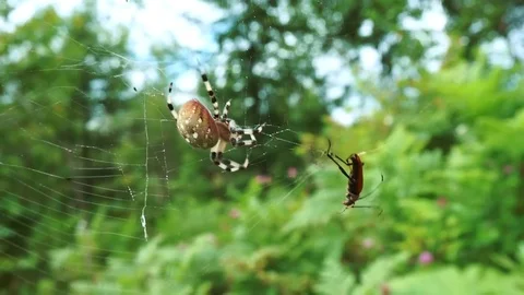 The spider hurries to catch the insect  Stock Footage 79816750