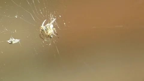 Spider i the Spider web Stock Footage 105284324