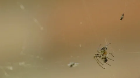 Spider i the Spider web Stock Footage 105284353