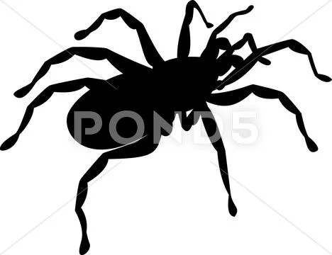 Spider. Stock Illustration
