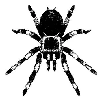 Spider イラスト素材