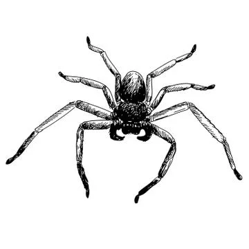 Spider Stock Illustration