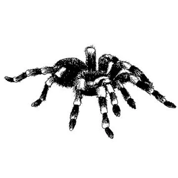 Spider Stock Illustration