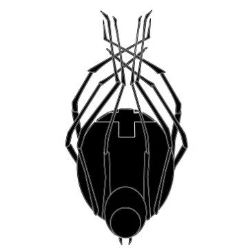 Spider Stock Illustration