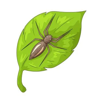 Spider illustration Stock Illustration