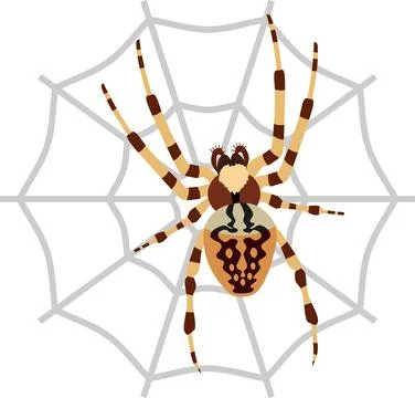 Spider Insect Animal Stock Illustration