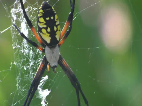 Spider Insect Builds Web in Grass To Catch Other Bugs and Eat Pests in Nature Stock Footage 22882205