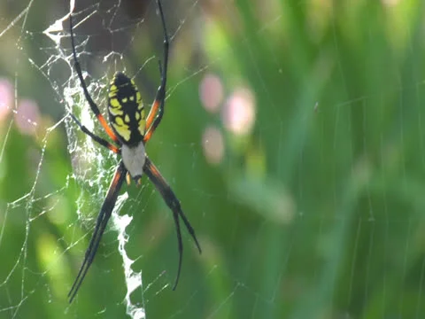 Spider Insect Builds Web in Grass To Catch Other Bugs and Eat Pests in Nature Video stock 22886681