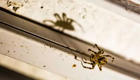 Spider insect close up macro Stock-Fotos