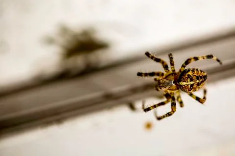 Spider insect close up macro Foto stock