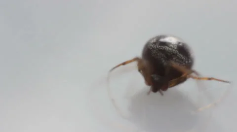 Spider (insect) Video stock 35630289