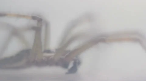 Spider (insect) Video stock 35632126