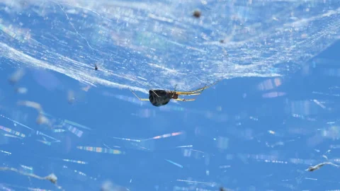 Spider insect macro view while hunting on his web in wild ecosystem,wildlife Stock Footage 154716480