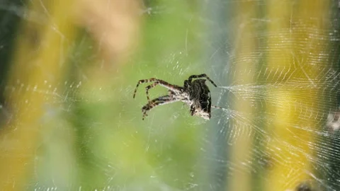 Spider insect macro view while hunting on his web in wild ecosystem,wildlife Stock Footage 157955883
