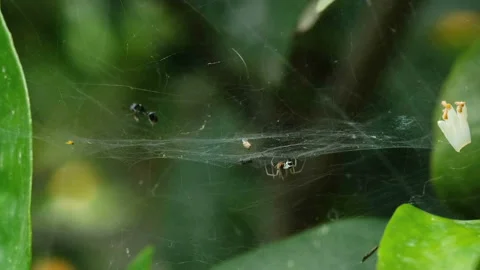 Spider insect macro view while hunting on wild ecosystem,animal wildlife habitat Stock Footage 192104597