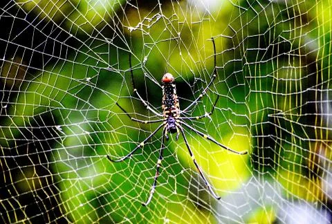 Spider insect Stock Photos