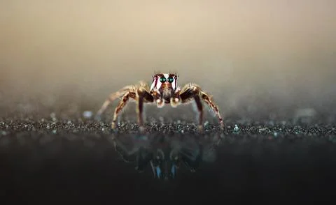 Spider insect Stock Photos