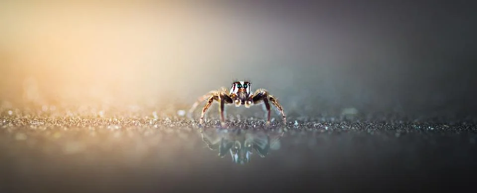 Spider insect Stock Photos