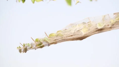 Spider insect trap on leaves of desert plant Video stock 150733860