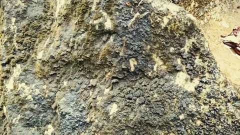 A spider-like insect is walking on a rock Stock Footage 300240402