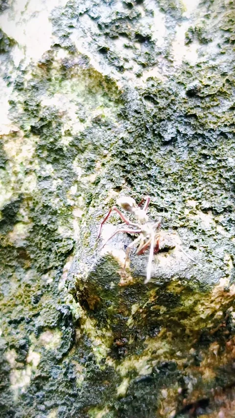 A spider-like insect is walking on a rock Stock Footage 300240414