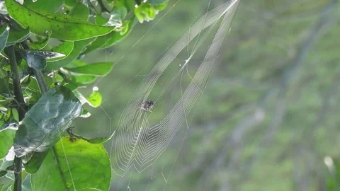 Spider insect weaving Stock Footage 93440599