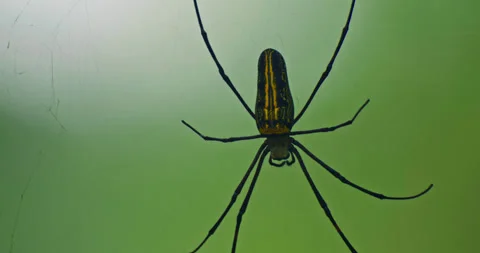 Spider insects Stock Footage 262132262