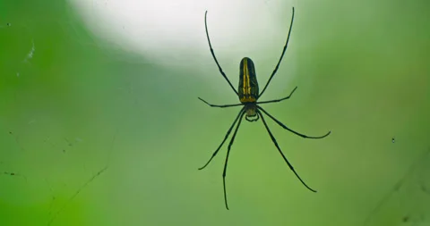 Spider insects Stock Footage 262132313