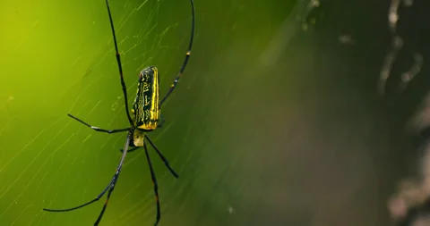 Spider insects Stock Footage 262132324