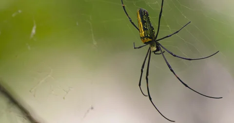 Spider insects Stock Footage 262132416