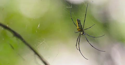 Spider insects Stock Footage 262132548