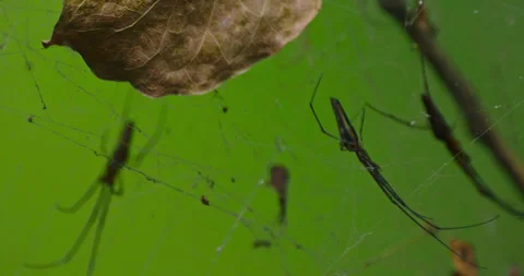 Spider insects Stock Footage 262132599