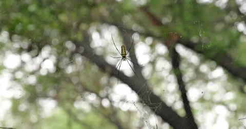 Spider insects Stock Footage 292886313